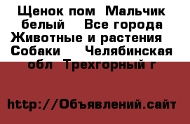 Щенок пом. Мальчик белый  - Все города Животные и растения » Собаки   . Челябинская обл.,Трехгорный г.